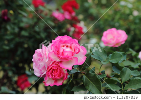 荒尾市少女公民花壇玫瑰花， 113207819