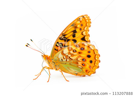 Beautiful Silver-washed Fritillary butterfly isolated on a white background. Side view Beautiful Silver-washed Fritillary butterfly isolated on a white background. Side view 113207888