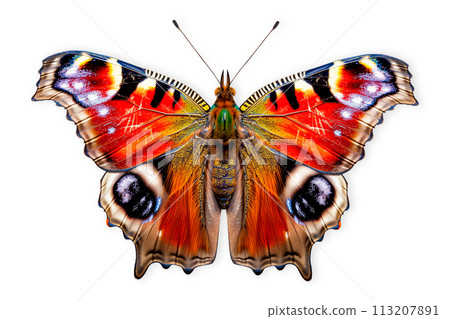 Beautiful Peacock butterfly isolated on a white background with clipping path 113207891