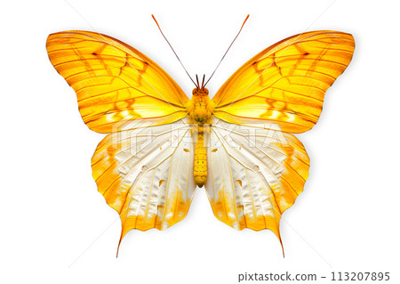 Beautiful Kaiser-i-Hind butterfly isolated on a white background with clipping path Beautiful Kaiser-i-Hind butterfly isolated on a white background with clipping path 113207895