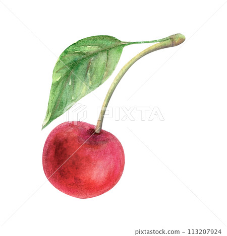 Cherry watercolor drawing illustration. Red berry and leaf. Green branch fruit aquarelle twig isolated on white background. Delicious cocktail treat healthy summer vitamin juicy food 113207924
