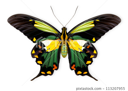 Beautiful Priam's green Birdwing butterfly isolated on a white background with clipping path 113207955