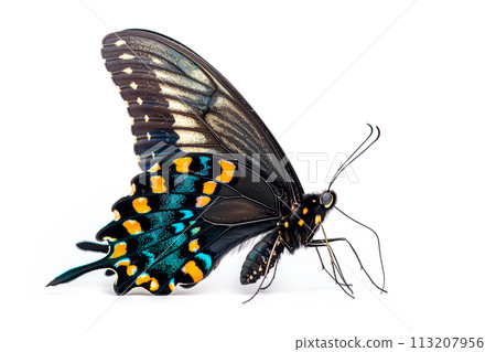 Beautiful Luzon Peacock Swallowtail Blue butterfly isolated on a white background. Side view 113207956