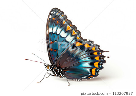 Beautiful Red spotted purple butterfly isolated on a white background. Side view Beautiful Red spotted purple butterfly isolated on a white background. Side view 113207957
