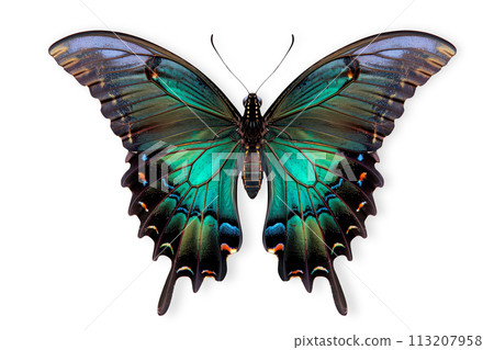 Beautiful Luzon Peacock Swallowtail Blue butterfly isolated on a white background with clipping path Beautiful Luzon Peacock Swallowtail Blue butterfly isolated on a white background with clipping path 113207958