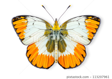 Beautiful Desert Orangetip butterfly isolated on a white background with clipping path 113207961