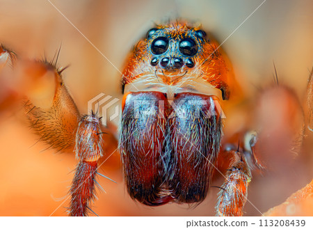 Portrait of Ground wolf spider - Trochosa terricola Portrait of Ground wolf spider - Trochosa terricola 113208439