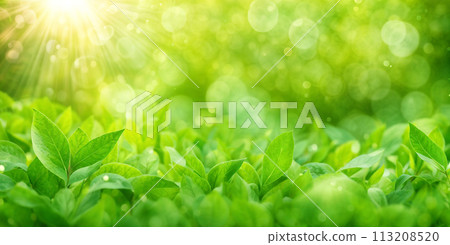 Blurred texture background with bokeh, out-of-focus blur, bright sunny summer green Blurred texture background with bokeh, out-of-focus blur, bright sunny summer green 113208520