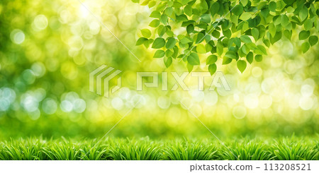 Abstract blur of lush greenery conveying the freshness of spring Abstract blur of lush greenery conveying the freshness of spring 113208521