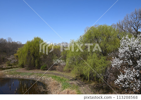首爾森林公園/天然林區風景[首爾市城東區] 113208568
