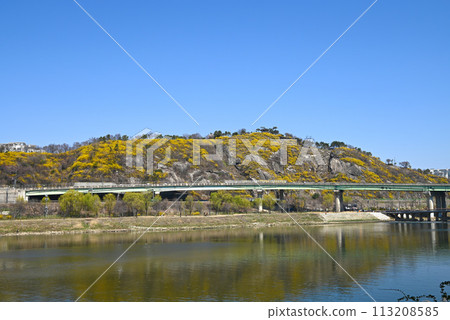Scenery of Mt. Yakbong and Jungnang River with blooming forsythia flowers [Seongdong-ku, Seoul] 113208585