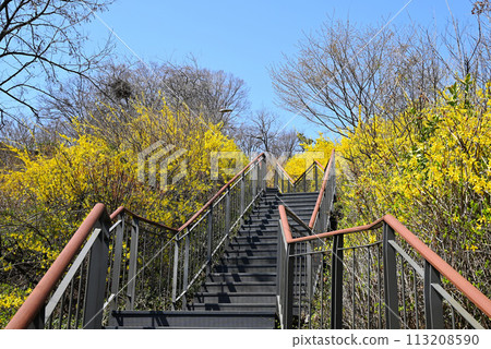 Forsythia flowers and the Moon Viewing Park Promenade [Seongdong-gu, Seoul] 113208590