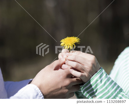 A refreshing couple giving dandelions as gifts 113208697