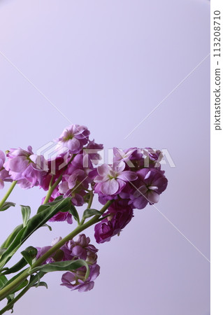 庫存花 113208710