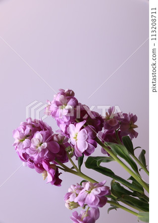 庫存花 113208711