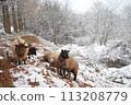 A sheep 113208779