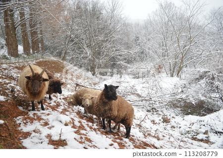 A sheep A sheep 113208779