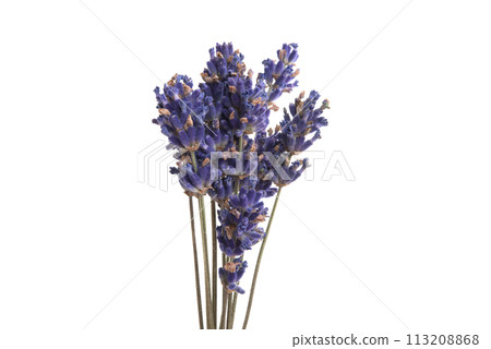 lavender flower isolated on the white 113208868