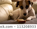Jack Russell Terrier 113208933