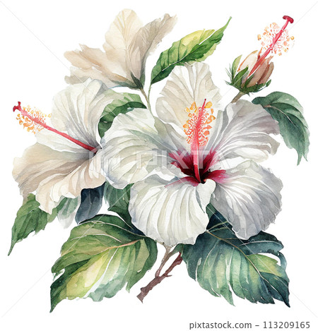 帶有水彩觸感的芙蓉插圖 帶有水彩觸感的芙蓉插圖 113209165