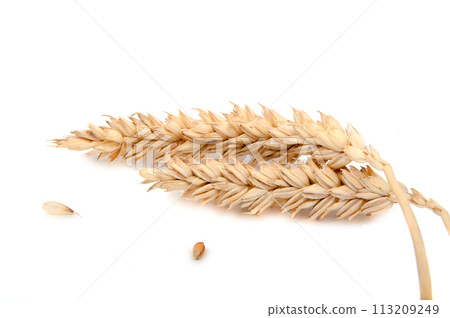 Spikelets of wheat isolated on the white Spikelets of wheat isolated on the white 113209249