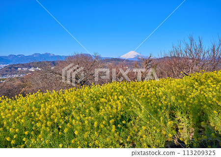Spring view of the west from the observation deck of Azumayama Park in Ninomiya-machi, Naka-gun, Kanagawa Prefecture (Odawara City, Mt. Fuji, Hakone Mountains, etc.) 113209325