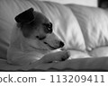 Jack Russell Terrier 113209411