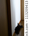 Black cat  113209413