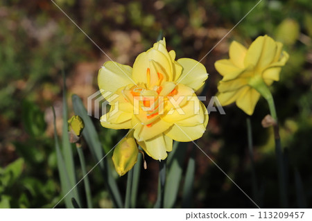 春天花園裡盛開的黃色雙水仙花 春天花園裡盛開的黃色雙水仙花 113209457