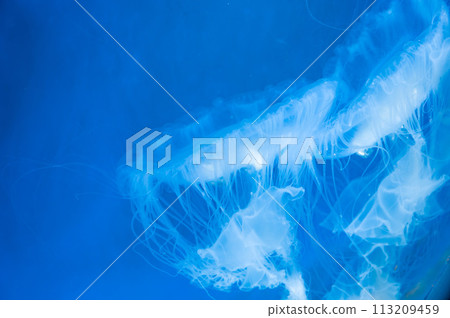 Amakusa jellyfish Amakusa jellyfish 113209459