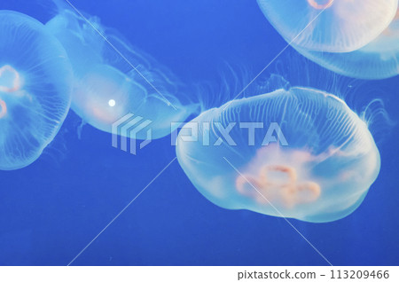 月亮水母 113209466