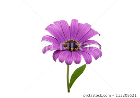 beautiful purple osteospermum or african daisy pink flower isolated on white 113209521
