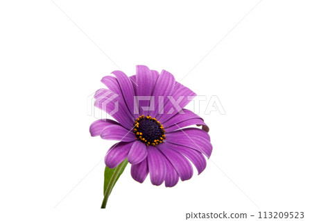 beautiful purple osteospermum or african daisy pink flower isolated on white 113209523