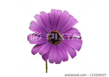 beautiful purple osteospermum or african daisy pink flower isolated on white beautiful purple osteospermum or african daisy pink flower isolated on white 113209527