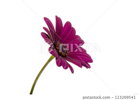 beautiful purple osteospermum or african daisy pink flower isolated on white beautiful purple osteospermum or african daisy pink flower isolated on white 113209541