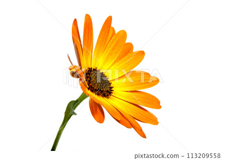 beautiful orange osteospermum or african daisy  lower isolated on white 113209558