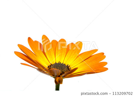 beautiful orange osteospermum or african daisy  lower isolated on white 113209702