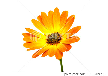 beautiful orange osteospermum or african daisy flower isolated on white 113209709