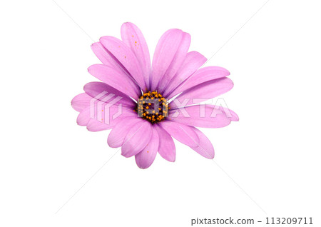 beautiful purple osteospermum or african daisy pink flower isolated on white beautiful purple osteospermum or african daisy pink flower isolated on white 113209711