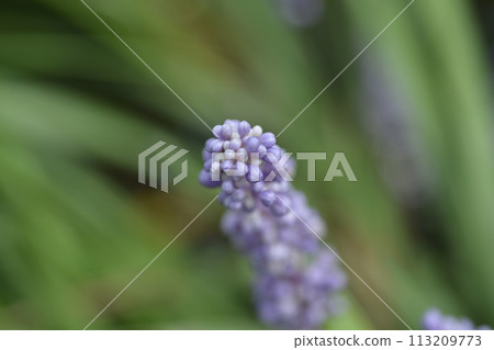 Big blue lilyturf Big blue lilyturf 113209773