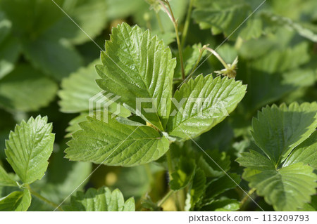 Wild strawberry Wild strawberry 113209793