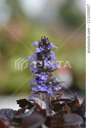 Bugle Atropurpurea Bugle Atropurpurea 113209807