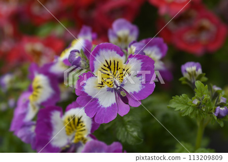 Butterfly flower Butterfly flower 113209809