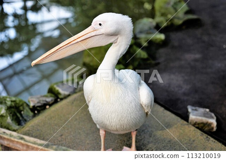 Momoiro pelicans at the waterside 113210019