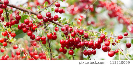 Ripe red cherries hanging on a tree in a cherry orchard 113210099
