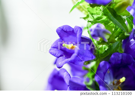 Campanula Medium Campanula Medium 113210100