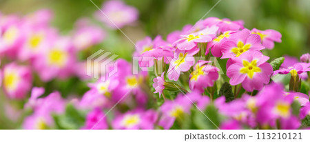 Primrose or primula flowers blooming in a garden 113210121