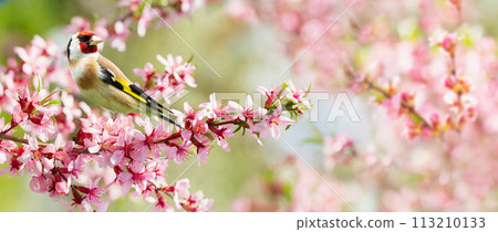 Bird perching on a branch with pink flowers of blossom almond tree. The European Goldfinch. Spring background Bird perching on a branch with pink flowers of blossom almond tree. The European Goldfinch. Spring background 113210133
