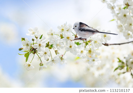 Little bird perching on branch of blooming cherry tree. Long-tailed tit or bushtit (Aegithalos caudatus) 113210137