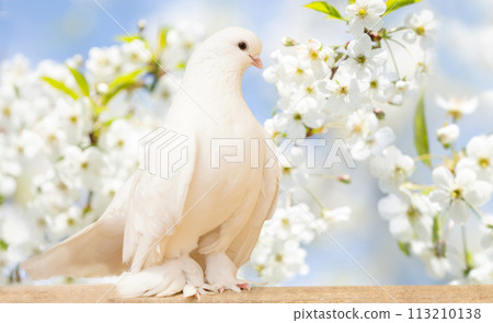 White dove perching on wooden board against blooming cherry tree White dove perching on wooden board against blooming cherry tree 113210138